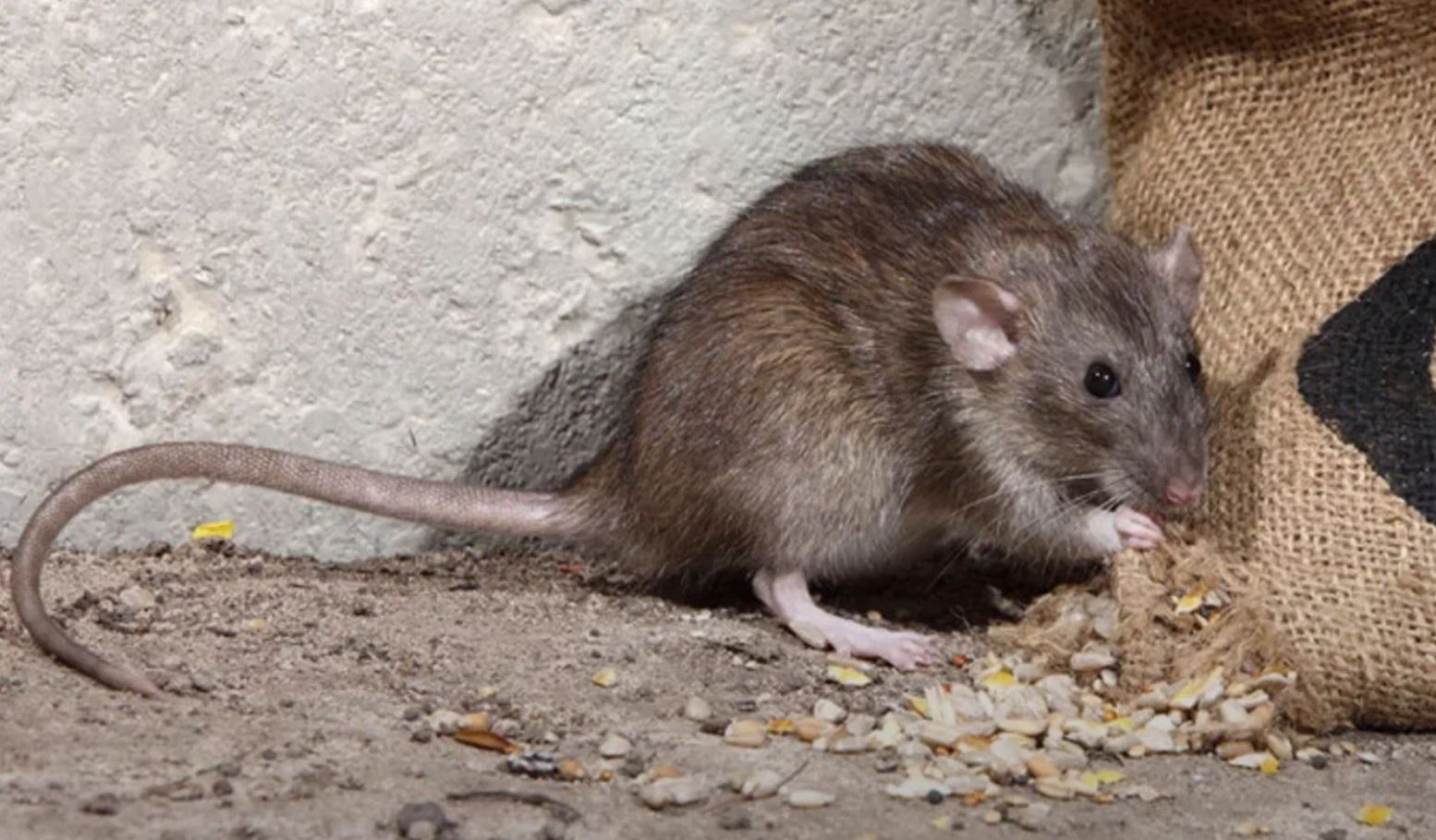 фото: Профессиональная дератизация в Бакшеево: <br/>+7-909-173-42-96