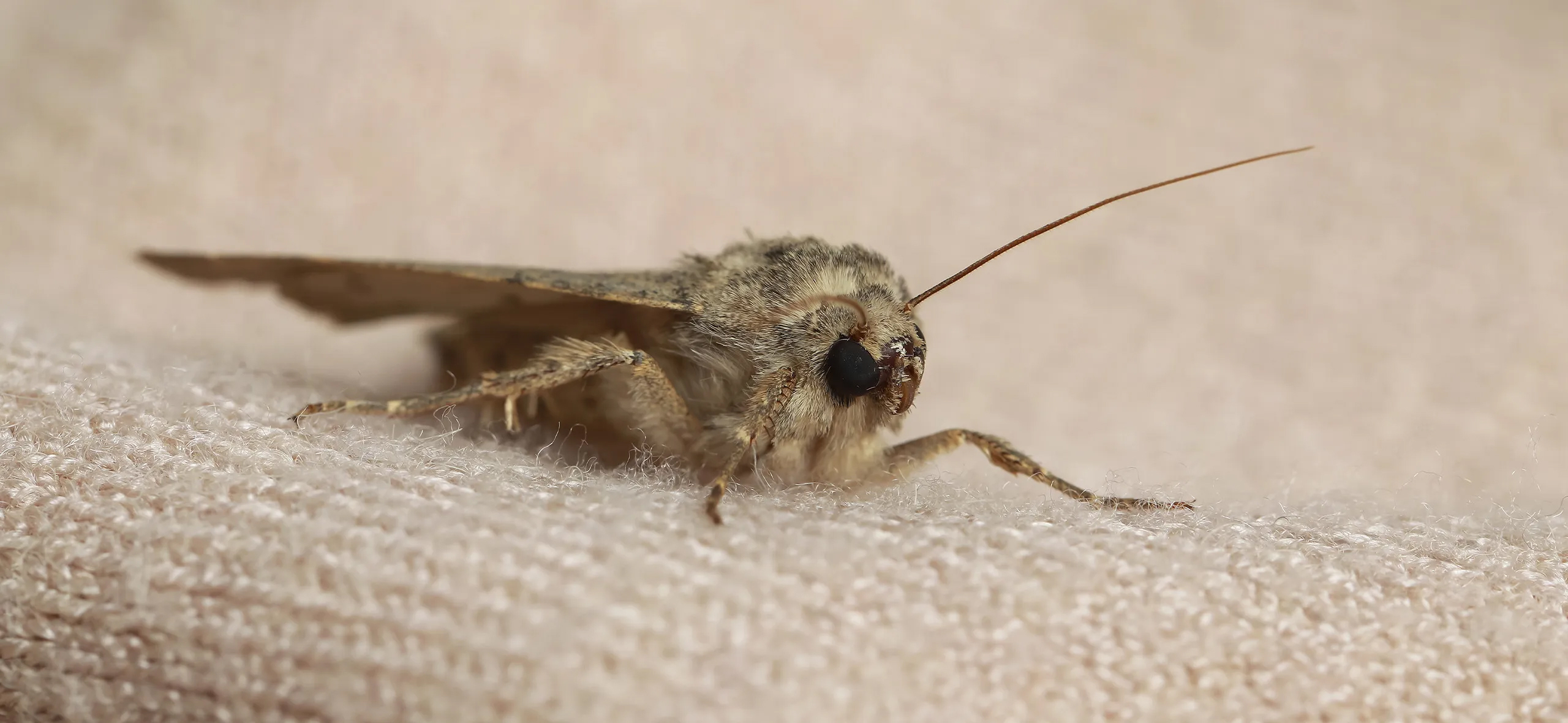 фото: Профессиональная обработка от моли в Бакшеево: <br/>+7-909-173-42-96